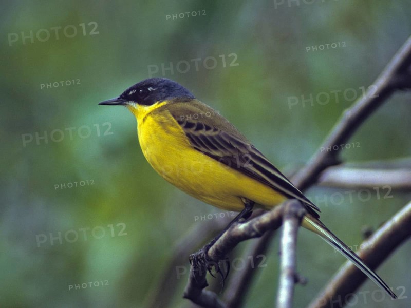 Dark-headed wagtail, motacilla flava thunbergi, Nordic sheeptail, birds, male, passeri, songbirds, birds