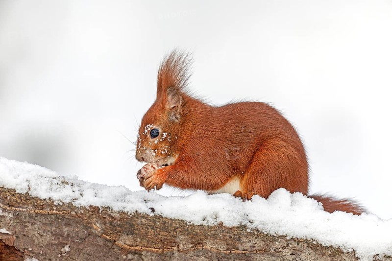 A squirrel (Sciurus vulgaris) eating a hazelnut, winter, snow, cold, sweet, cute, winter food, December, Germany