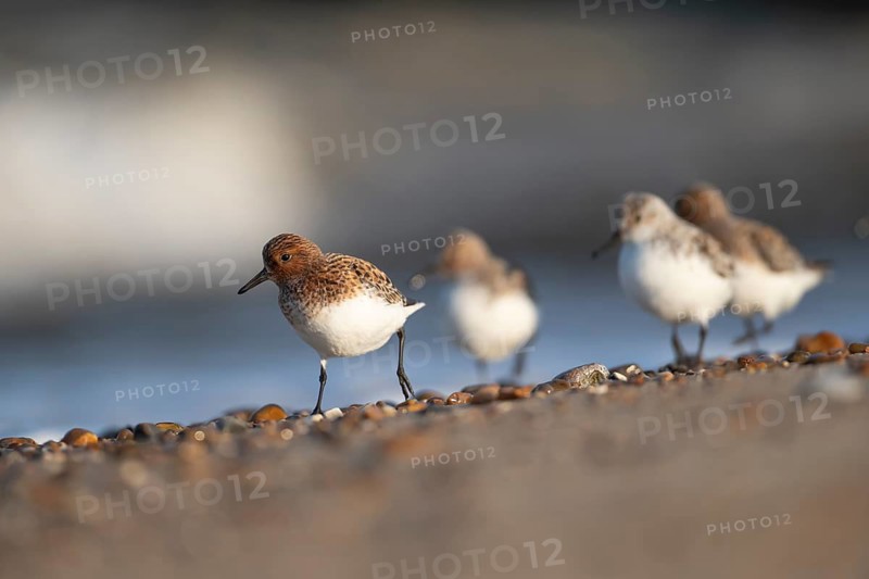 Sanderling (Calidris alba) adult wading bird in summer plumage on a beach, England, United Kingdom