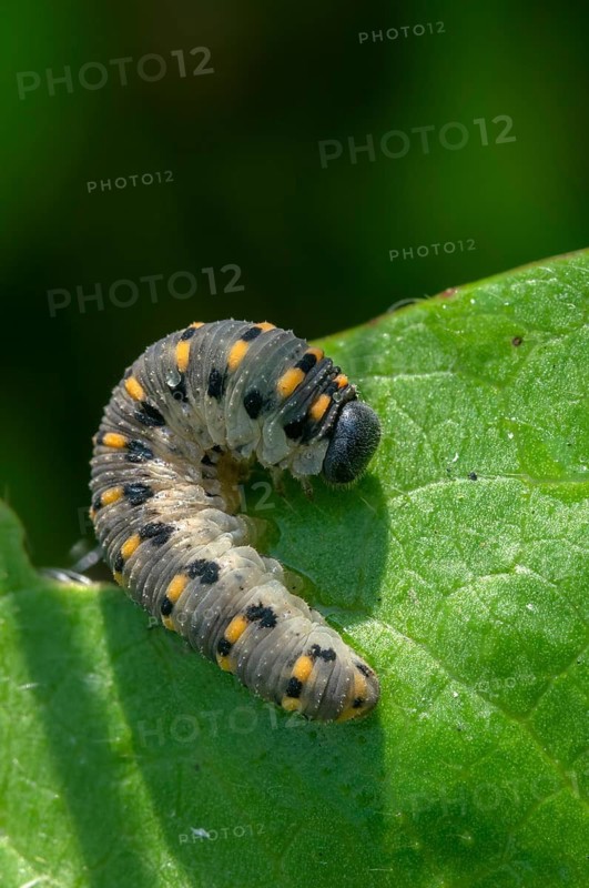 Abia sericea, cimbicidae, club horned sawfly, hymenoptera, clubhorn leaf wasp, clubhorn leaf wasps, small silky clubhorn leaf wasp, plant wasps, scabious sawfly, symphyta, high size, portrait, inchworm, insects, larva, caterpillar