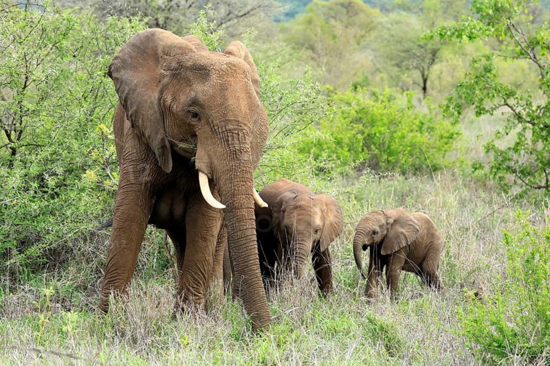 African elephant (Loxodonta africana), adult, female, calves, foraging, social behaviour, Kruger National Park, Kruger National Park, South Africa