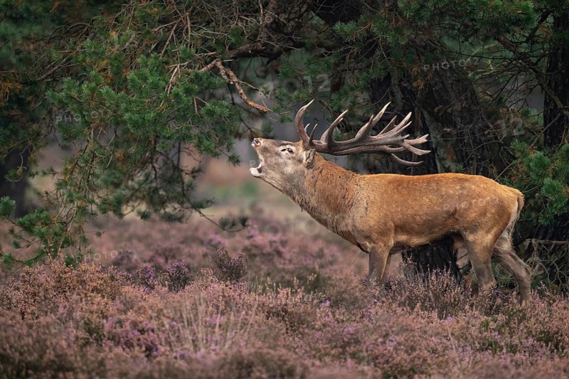 Red deer (Cervus elaphus), rut, Hoenderloo, Gelderland, Netherlands