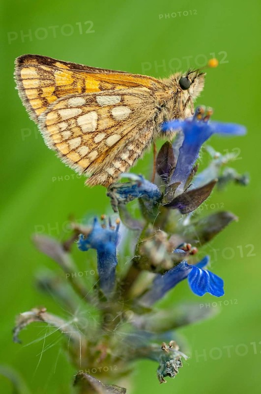 Colorful bighead butterfly butterfly butterfly carterocephalus palaemon chequered skipper