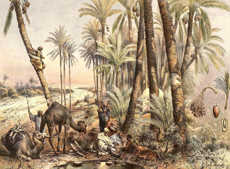 Oasis with date palms, Phoenix dactylifera. While people camp in the foreground, camels rest and water is fetched, a worker climbs up the slanted trunk to harvest the ripe fruit from the palm crown, school picture, illustration, reproduction from a model from the 19th century. School picture, mural, authentic, file restored for optimal use, exact date of original unknown, historical