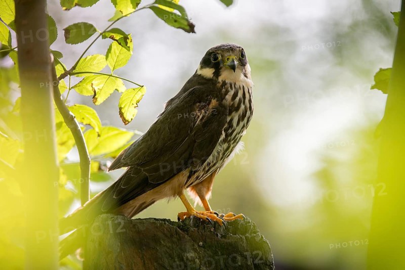Falcon, Falco Subbuteo, Hobby, Birds, Falcon, Falconiformes, Falcons, Raptors, Birds of Prey, Birds