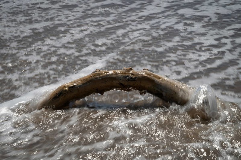 Piece of driftwood washed by surf, Houvig Beach, North Sea, Denmark