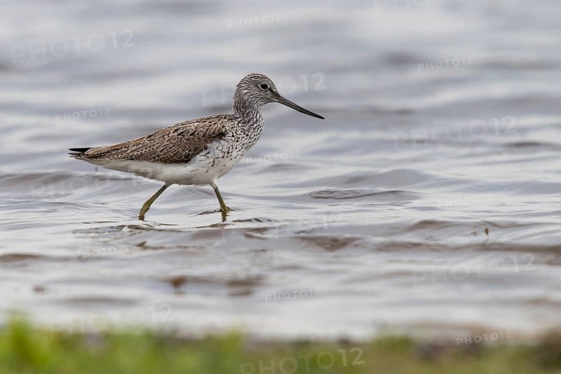 Greenshank, greenshank, tringa nebularia, birds, charadriiformes, limicoles, snipe birds, scolopacidae, birds, waders, waders