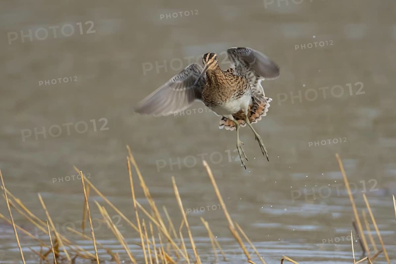 Common snipe (Gallinago gallinago) adult wading bird flying over a lake, Suffolk, England, United Kingdom