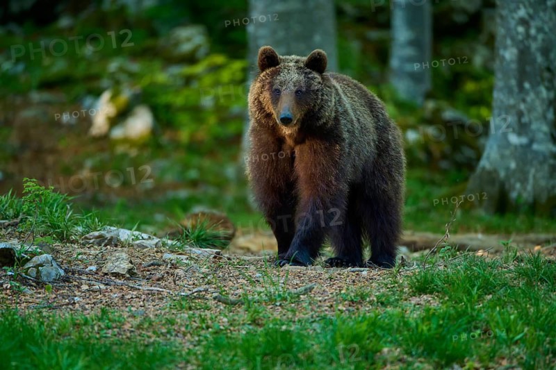 A brown bear explores the peaceful, green forest – European brown bear (Ursus arctos), Slovenia