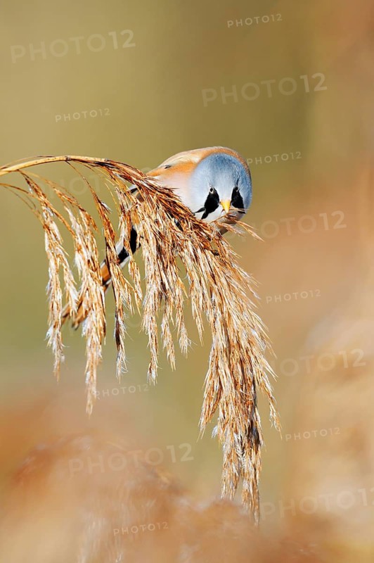 Bearded Tit (Panurus biarmicus), male eating the seeds from a fruiting reed (Phragmites australis), North Rhine-Westphalia, Germany