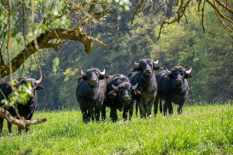 Artiodactyla, Bubalus Arnee, even-toed ungulate, cloven-hoofed, water buffalo, water buffalo, grazing, domesticated animals, extensive grazing, pet, landscape management, landscape preservation, mammals, y12