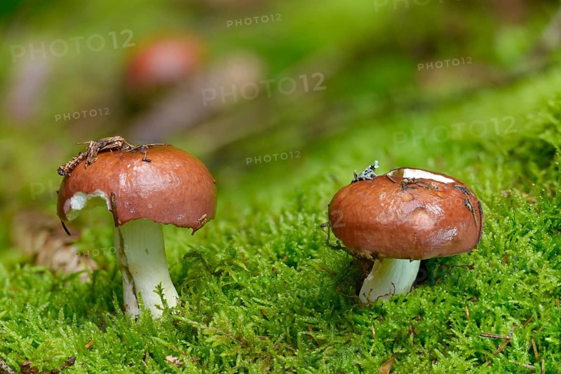 Gray-stalk Babe, Russula Obscura, Russula Vinosa, Burgundy Gray-Stalked Babe, Fungi, Fungus, Mushrooms