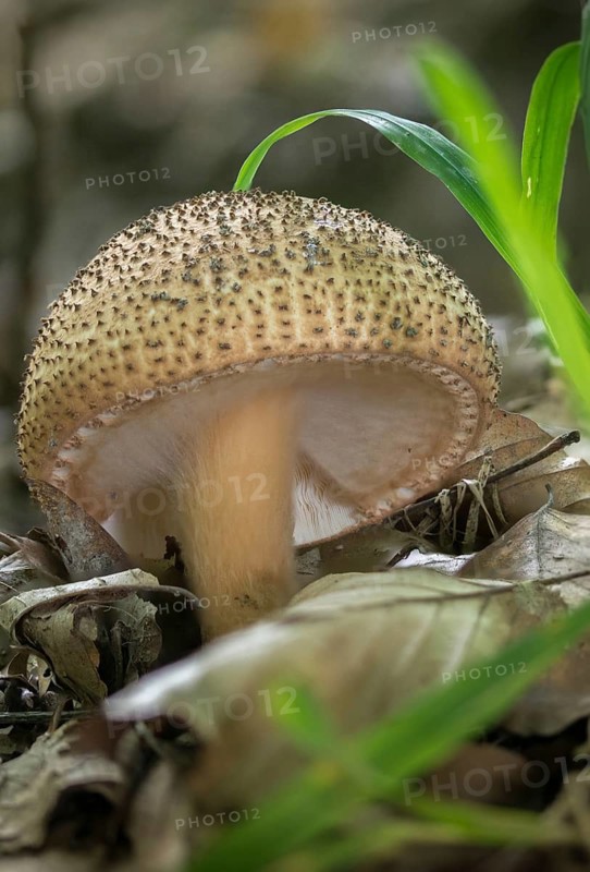 Echinoderma Asperum, Cone-Scaled Umbrella, Lepiota Aspera, Rough Umbrella, Rough Spiny Umbrella, Pointed Scaled Umbrella, Freckled Dapperling, Fungus, High Size, Portrait Format, Mushrooms