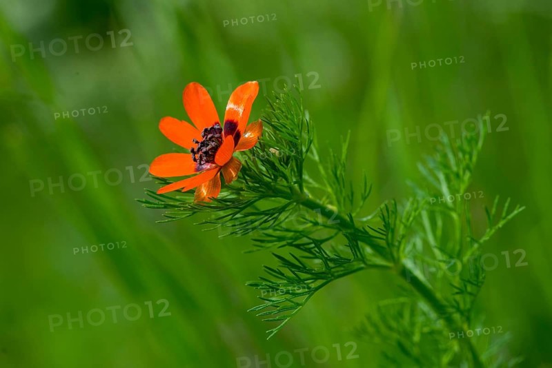 Adonis aestivalis, adonis florets, blood eye, Czech Republic, buttercup family, little devil's eye, ranunculaceae, summer adonis florets, summer blood droplets, Czech Republic, blood droplets, flora, plants, plants, summer pheasant's-eye