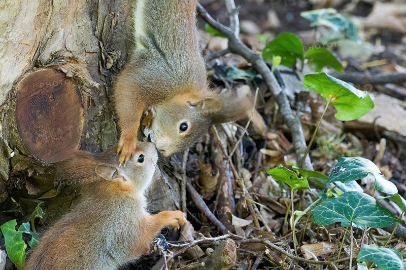 Two young squirrels (Sciurus vulgaris) interacting curiously on the forest floor, surrounded by branches and leaves, Hesse, Germany