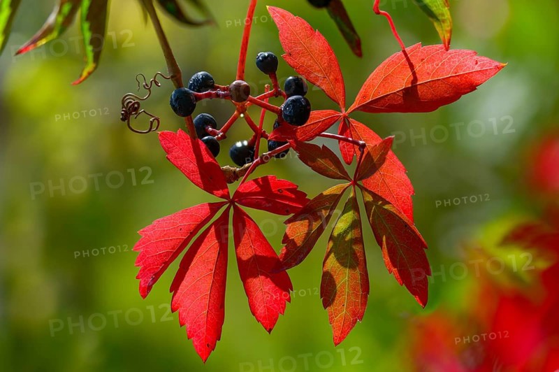 Virgin vine, parthenocissus spec., vitaceae, grapevines, fence vine, flora, plants, plants, wild wine