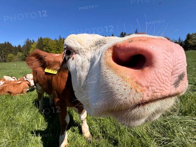 Funny curious cow looking at camera, young animal, cows in a pasture, Bavaria, Germany
