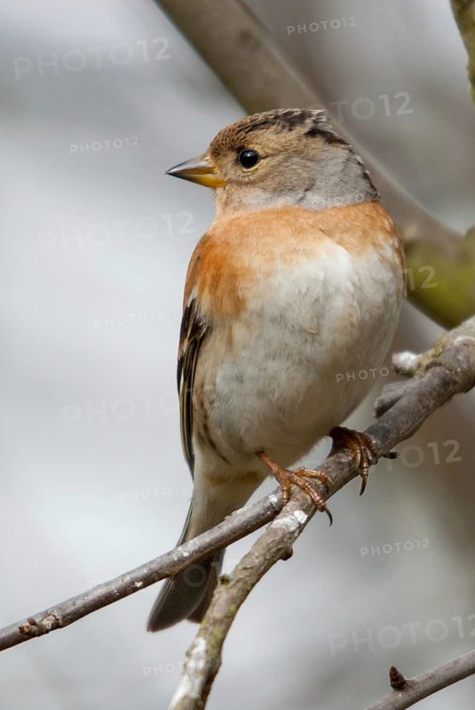 Mountain finch, brambling, fringilla montifringilla, birds, female, passeri, songbirds, birds, female