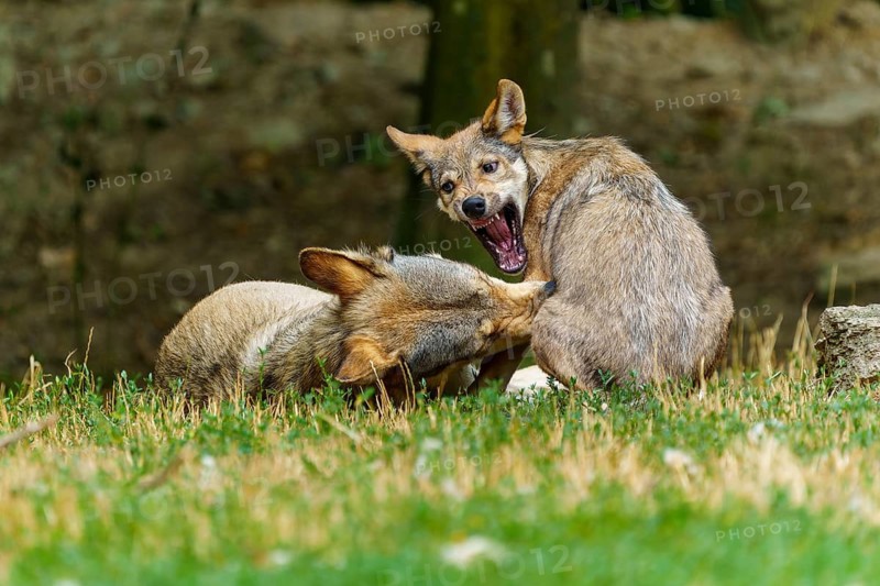 Timberwolf, wolf, American wolf (Canis lupus lycaon), Germany, two wolves playing on a grassy patch in a wooded area