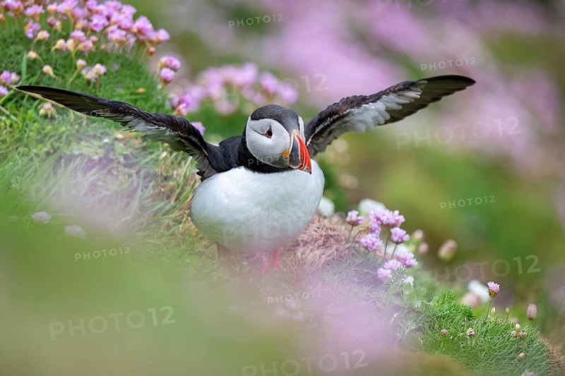 Puffin (Fratercula arctica), Sumburgh Head, Mainland, Shetland Islands, Scotland, Great Britain