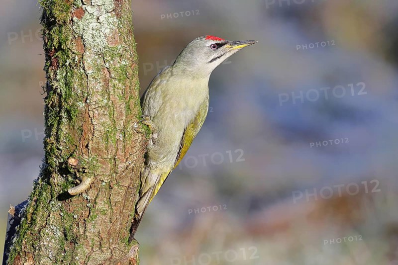 Grey-headed Woodpecker (Picus canus), a male perched on a tree trunk covered in moss and lichen whilst foraging, wildlife, woodpeckers, birds, nature photography, Wilnsdorf, North Rhine-Westphalia, Germany