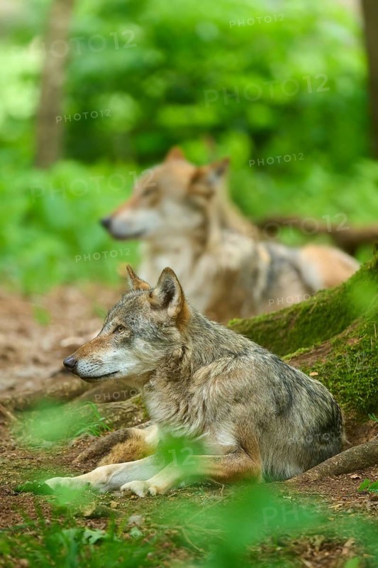 A wolf lies in the shade, calm in the green forest, whilst another rests in the background, summer, wolf (Canis lupus), Germany