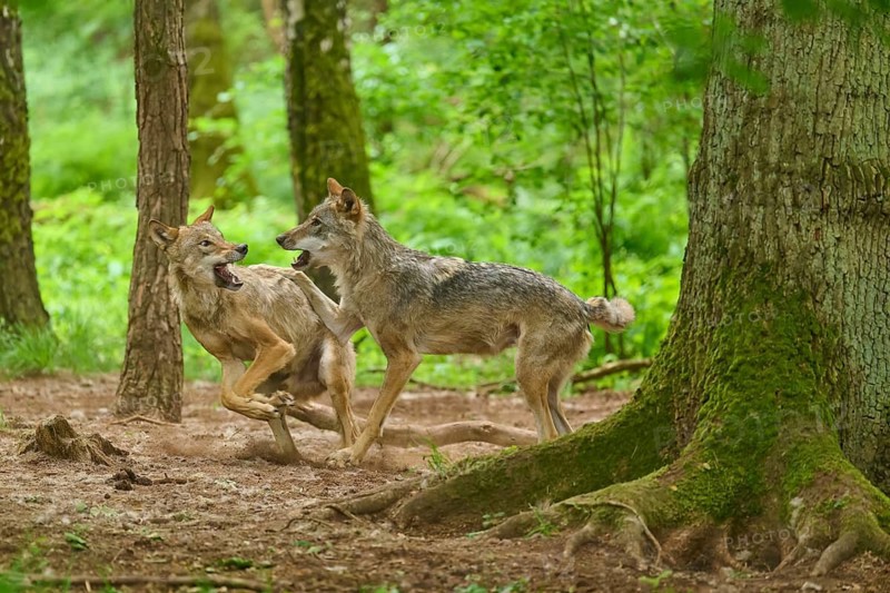 Two wolves interact closely in a dense forest, summer, wolf (Canis lupus), Germany