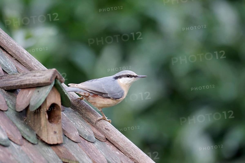 Nuthatch (Sitta europaea), bird house, Germany