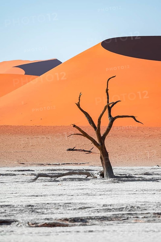 Dead camel thorn trees (Vachellia erioloba), red sand dunes, white salt pan, Dead Vlei, Sossusvlei, Namib Desert, Namib-Naukluft Park, Namibia