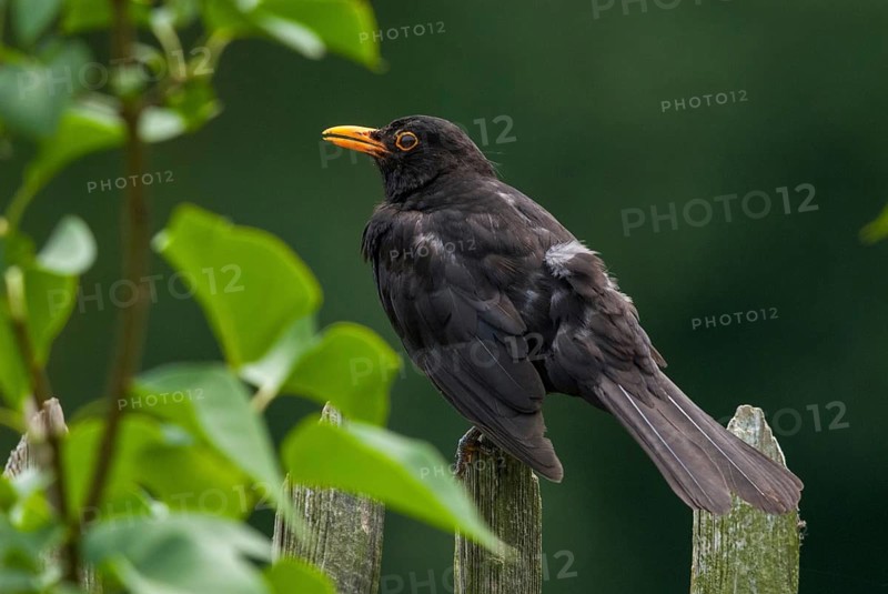 Blackbird, Turdus Merula, Birds, Garden, Garden Fence, Garden Fence, Male, Passeri, Songbirds, Thrush, Birds