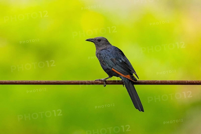 Red-winged starling (Onychognathus morio) standing, Germany