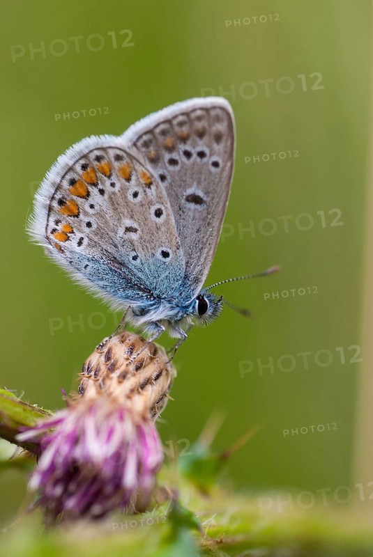 Common blue, common blue, crested blue, polyommatus icarus, blue, butterfly, high size, portrait format, insects, males, butterflies, butterflies, butterflies