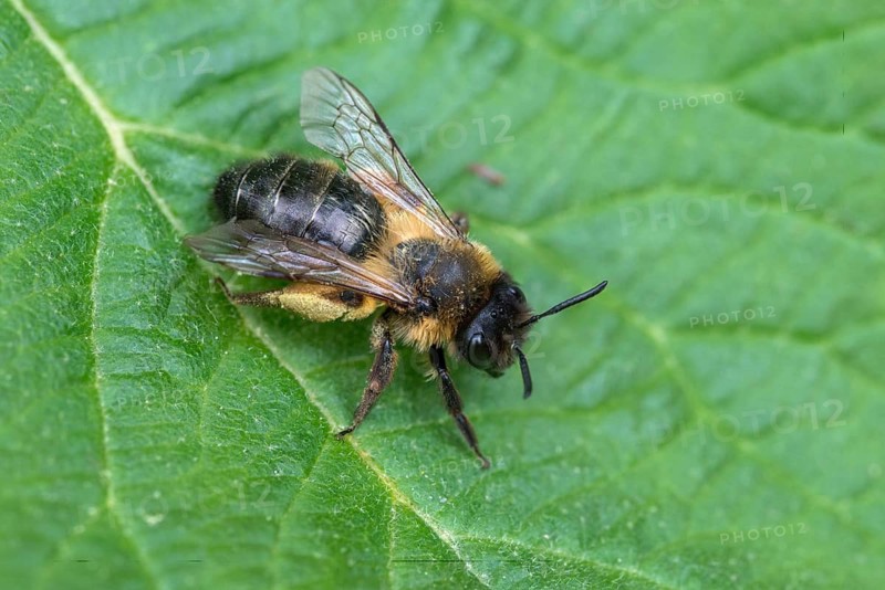 Andrena cf. nigroaenea, Andrena nigroaenea, apiformes, bees, buffish mining bee, ore-colored sand bee, hymenoptera, sand bee, female, insects, female, wild bees