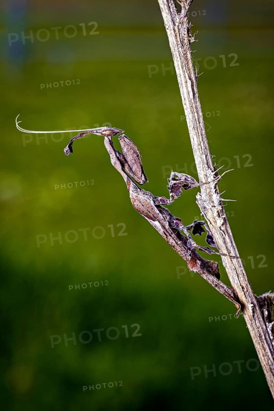A camouflaged insect on a thorny twig against a blurred background, a phantom mantis in a meadow near Windhoek in Namibia (Phyllocrania paradoxa)