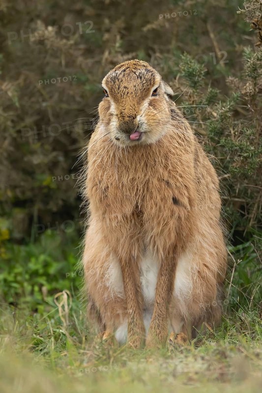 European brown hare (Lepus europaeus) adult animal stretching in grassland, England, United Kingdom