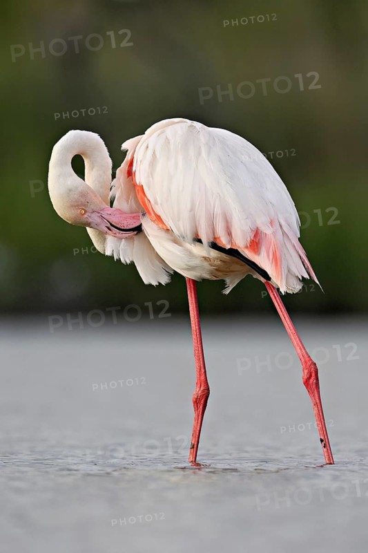 Pink flamingo (Phoenicopterus roseus), standing in the water preening its plumage, Camargue Regional Nature Park, southern France