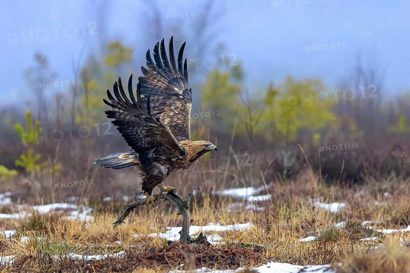 European golden eagle (Aquila chrysaetos chrysaetos) adult taking off from branch in moorland, heathland in winter