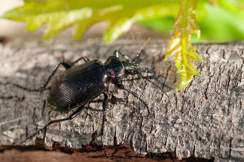 Calosoma inquisitor, small doll predator, climbing beetle, lesser searcher, beetle, coleoptera, insects, beetles