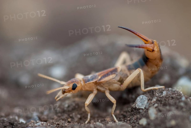 Brandenburg, Germany, Giant Earwig, Labidura Riparia, Nabu, national natural heritage, natural paradise Grünhaus, sandearworm, post-mining landscape, green house, insects, earwigs
