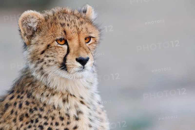 Cheetah (Acinonyx jubatus), young, sitting and looking around, alert, evening light, animal portrait, Kgalagadi Transfrontier Park, Northern Cape, South Africa