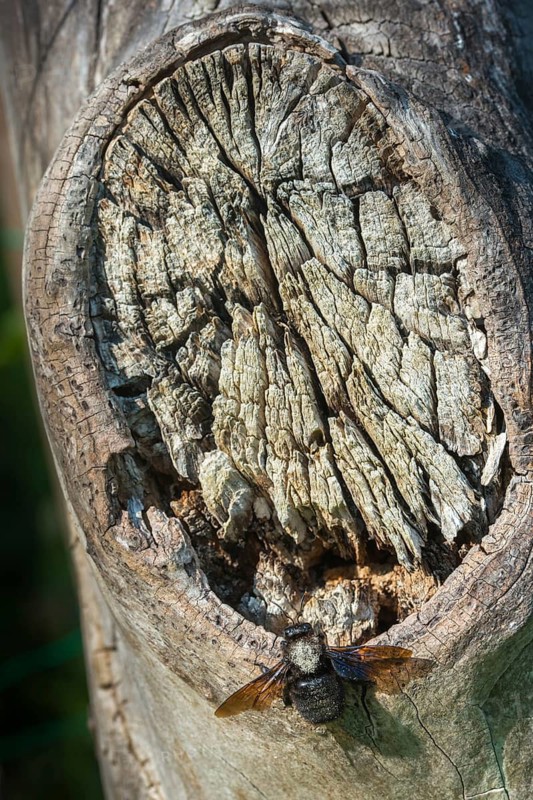 Apidae, bees, blue wood bee, large wood bee, hymenoptera, violet-winged wood bee, xylocopa violacea, high size, portrait format, insects, violet carpenter bee
