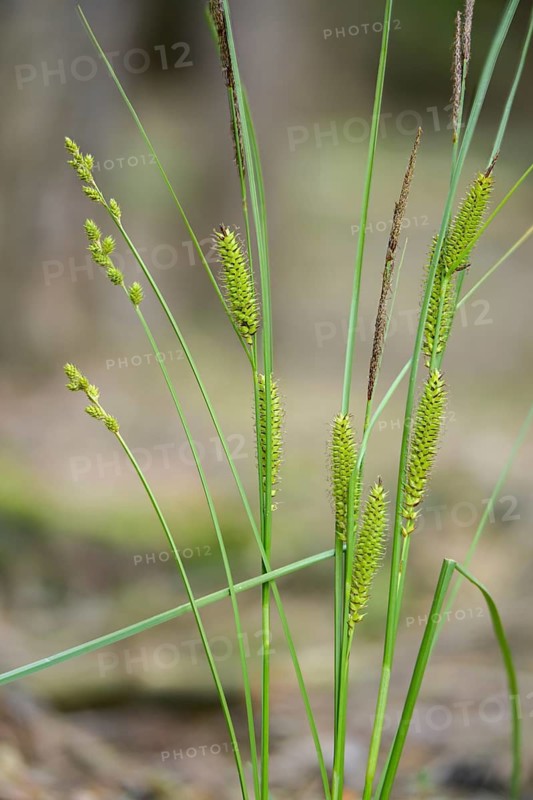 Carex canescens, carex rostrata, cyperaceae, gray sedge, sour grass, beaked sedge, bottle sedge, flora, high size, portrait format, plants