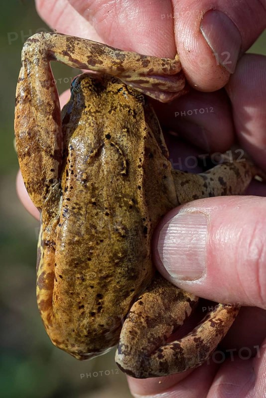 Common frog, common frog, rana temporaria, amphibians, amphibians, heel sample, frog, frogs, high size, portrait format, amphibians, amphibians