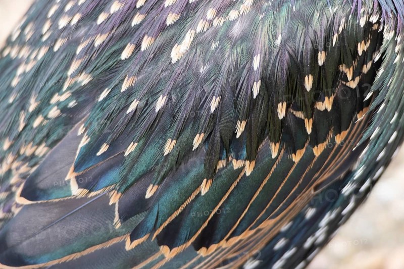 Common starling (Sturnus vulgaris) adult bird close up of its wing feathers, England, United Kingdom