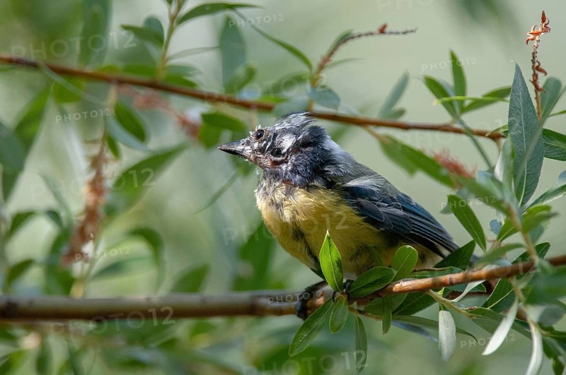 Blue tit, Parus caeruleus, Suttonella ornithocola, birds, ill, sick, tits, passeri, songbirds, tits, birds
