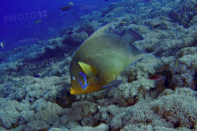 A yellow and blue tropical fish, the Koran angelfish (Pomacanthus semicirculatus), swims above a coral reef in the sea at the Toyapakeh dive site, Nusa Ceningan, Nusa Penida, Bali, Indonesia
