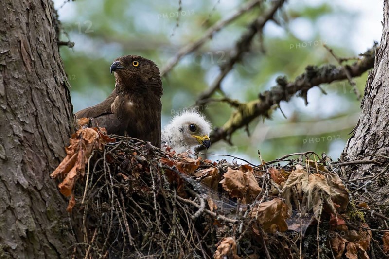 Honey Buzzard (Pernis apivorus), close-up, female with a young bird in white down feathers in a nest on a larch tree in the forest, Hesse, Germany