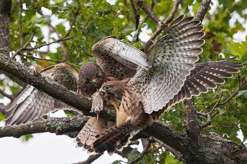 Kestrel (Falco tinnunculus), close-up, two fledglings on a branch fighting and squabbling over a field mouse (Microtus arvalis) they have caught, Baden-Württemberg, Germany