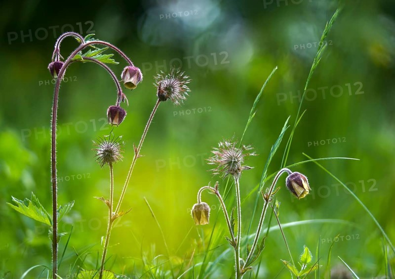 Brownwort, geum rivale, rosaceae, rose family, flora, plants, plants, water avens