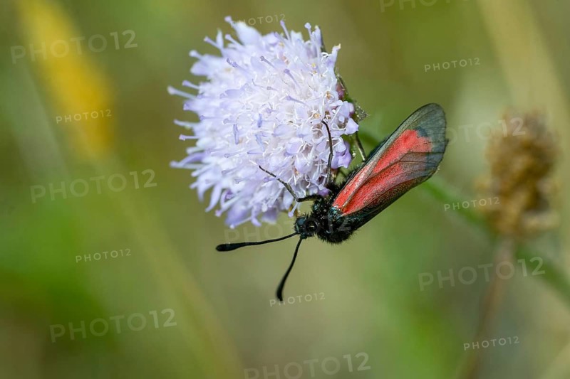 Beaver ram, blood droplet burnet, thyme ram, zygaena minos, blood droplets, butterfly, insects, moths, moths, moths, moths, butterfly, ram